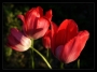 Šárka Nováková -Tulí se tulipáni