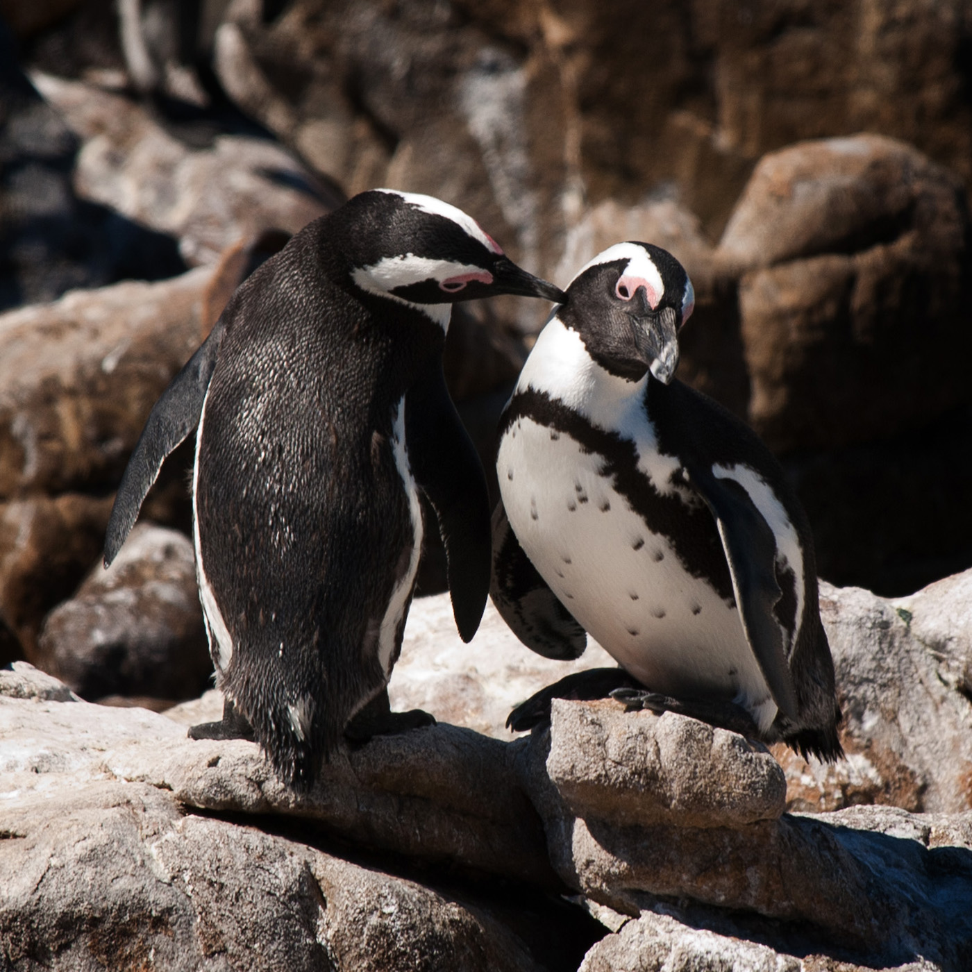 Parádiví tučňáci