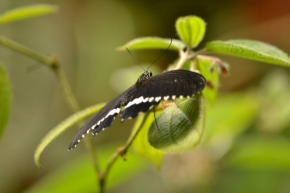 Divoká příroda - motýlí mámení