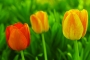 fanfán tulipán
