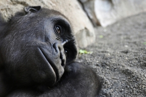 Divoká příroda - zasnená gorila
