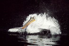 Divoká příroda - Dolet pelikána 2