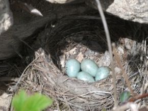 Divoká příroda - Ptačí vajčka na zahrádce