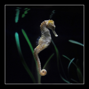 Divoká příroda - Fotograf roku - Kreativita - VI. kolo - v podmorskom svete