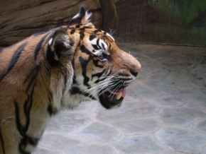 Divoká příroda - Tygr