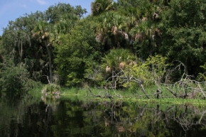 Divoká příroda - NP Myakka, Florida