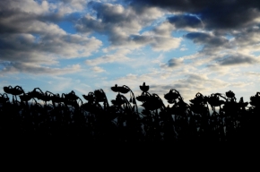Fotograf roku v přírodě 2012 - konec květů