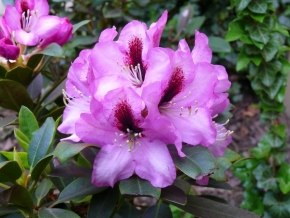 Fotograf roku v přírodě 2012 - rhododendron 4