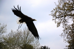 Fotograf roku v přírodě 2012 - Bald Eagle