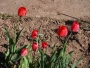 tulipáni