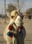 Alice V. - Afrika-velbloud