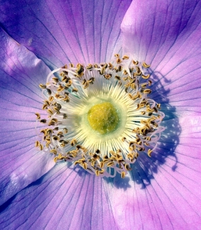 Fotograf roku v přírodě 2012 - Květ