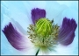 Jan Horák -Makový květ