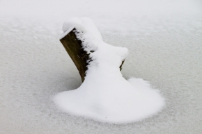 Fotograf roku v přírodě 2012 - Sám ve sněhu