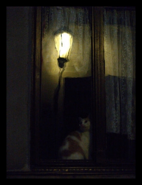Poezie domů - Fotograf roku - Za oknem seděla kočka...