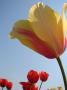 Tulipan