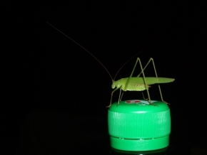 Fotograf roku v přírodě 2012 - kobylka a korek