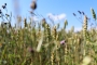field
