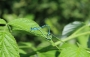 dragonflies