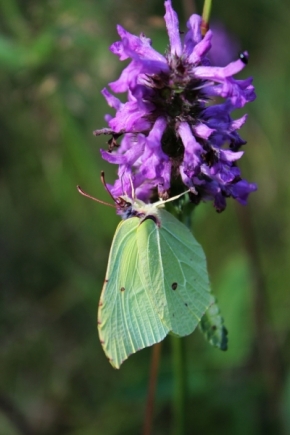 Fotograf roku v přírodě 2012 - butterfly