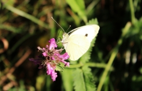 Fotograf roku v přírodě 2012 - butterfly_5