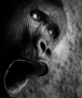 Ospalost