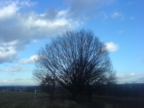 Stromy v krajině - Osamělý strom