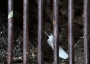 Vlaďka Antoňů -Pírko holubí
