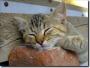 Jan Veverka - Siesta1