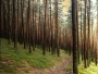Borovice