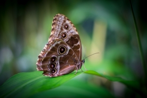 Dan Saulich - Butterfly