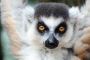 portrét lemura