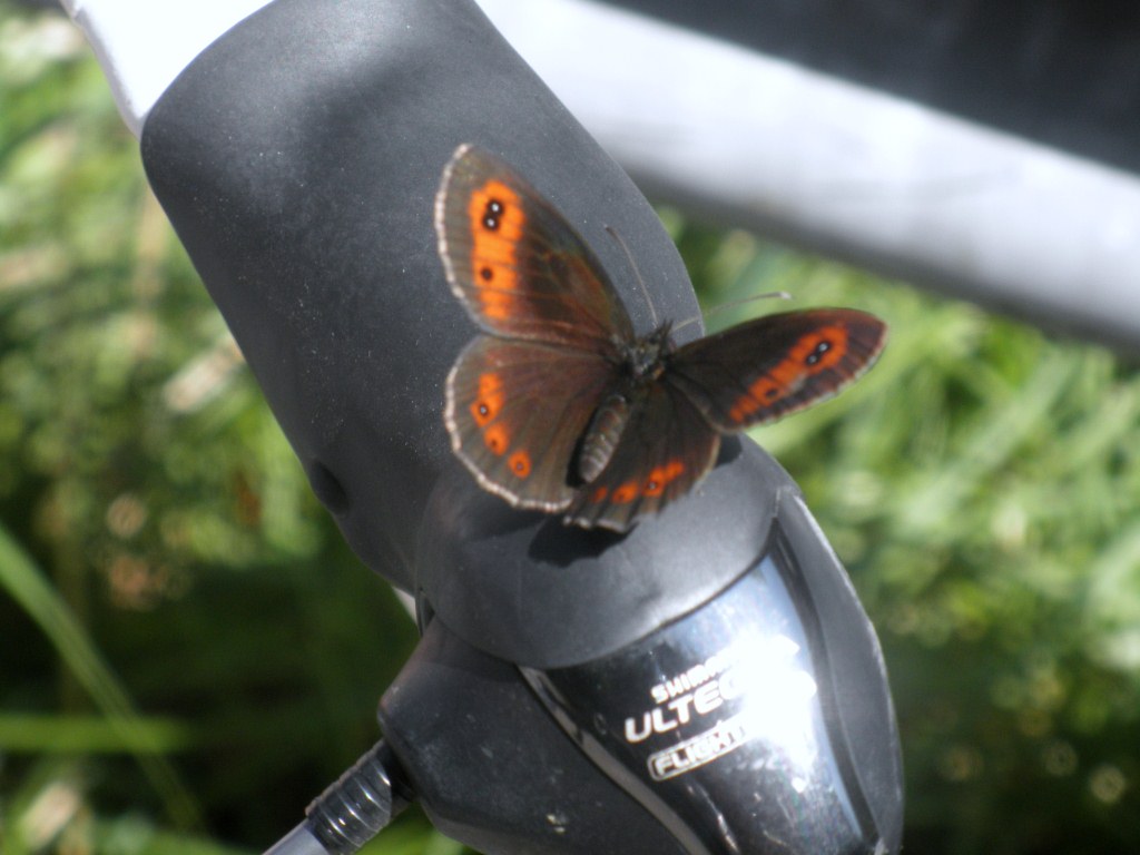 Dachstein 2012 motýl