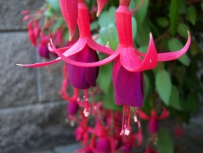 Makrosvět - Purpurové květy