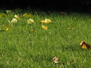 Makrosvět - Anglický trávník s listy