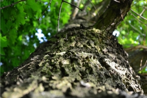 Fotograf roku v přírodě 2012 - Strom života