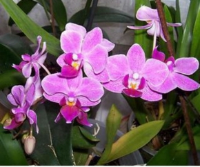 Stanka Ficková - Orchidej