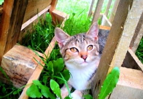 Fotograf roku v přírodě 2012 - kočičák