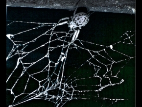 Fotograf roku na cestách 2012 - pavouk