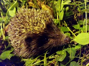 Fotograf roku v přírodě 2012 - ježek