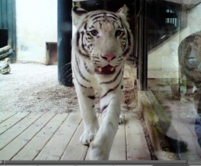 Fotograf roku v přírodě 2012 - bílý tygřík