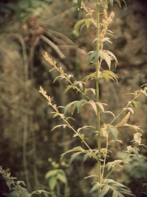 Fotograf roku v přírodě 2012 - rastlinka