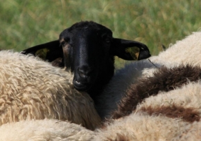 Zvěř, zvířata a zvířátka - Fotograf roku - TOP 20 - V.kolo - černá ovce