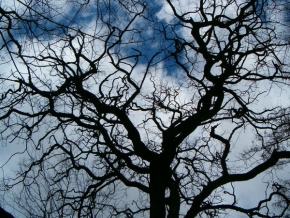 Stromy v krajině - Kudrnatá vrba