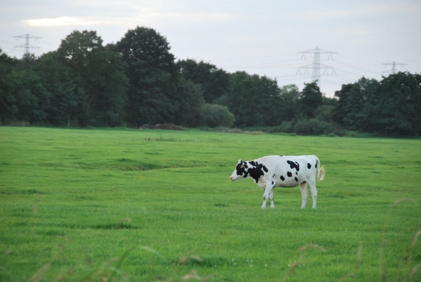 Černobíla kravička na holandské půdě