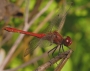 Lída Hájková -vážka červená