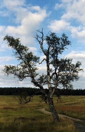 Objekt v krajině - Strom