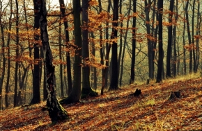 Fotograf roku v přírodě 2013 - V lese