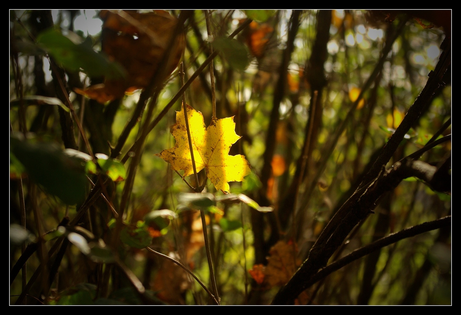 Žlutá záře v lese