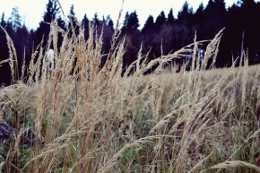 Objekt v krajině - Suchá tráva